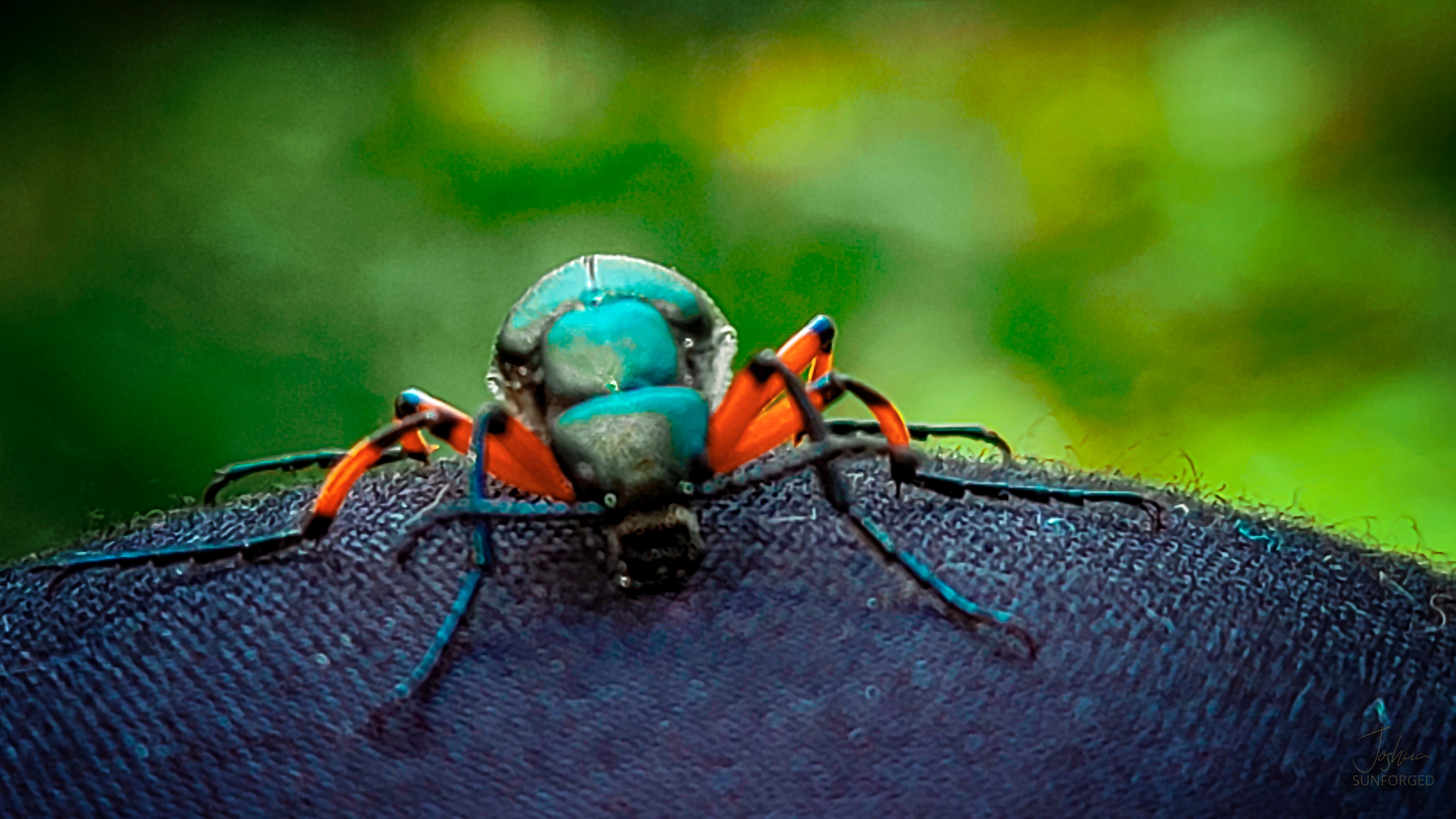 Metallic Beetle Face